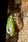 Northern greengrocer cicada hatching