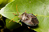Bronze orange stink bug