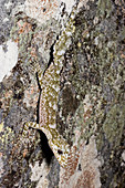 Border leaftail gecko