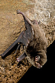 Little bentwing bat