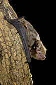 Greater broad-nosed bat