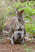 Red-necked pademelon with young