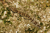 Border ranges leaf-tailed gecko
