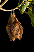 Eastern Blossom Bat