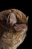 Common Bent-wing Bat
