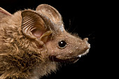 Hardwick's Mouse-tailed Bat