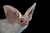 Hemprich's Long-eared Bat