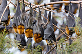Grey-headed Flying Foxes