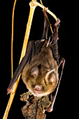 Fawn Leaf-nosed Bat