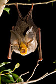 Large-eared Horseshoe Bat