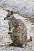 Mareeba Rock Wallaby