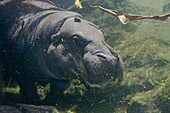 Pigmy Hippopotamus