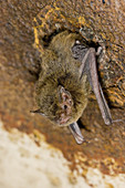 Eastern Cave Bat