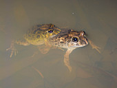 Burrowing Frogs in amplexus