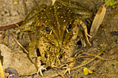 Frog eating frog