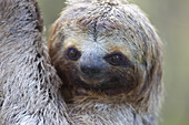 Three-toed Sloth