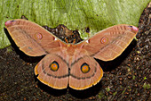 Emperor Gum Moth