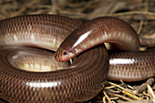 Blind Snake,Australia