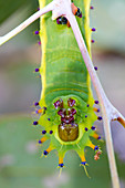 Emperor Gum Moth Caterpillar