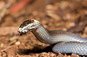 White-crowned Snake