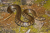 De Vis' Banded Snake