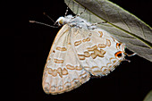 Speckled Line Blue Butterfly