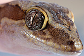 Box-patterned Gecko