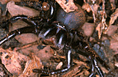 Funnel Web Spider (Atrax robustus)