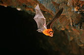 Eastern Horseshoe Bat in flight