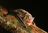 Papillose Woolly Bat