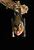 Lesser Wart-nosed Horseshoe Bat