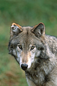 Gray Wolf