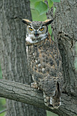 Great Horned Owl in Spring