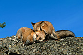 Mating pair of Red Foxes (Vulpes vulpes)
