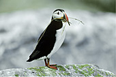 Puffin with nesting material in its beak