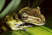 Casque-headed Tree Frog