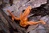 Reddish-orange Coral Fungus