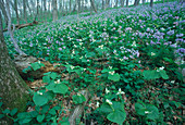 Trillium and Bluebells