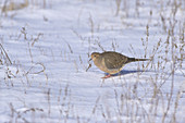 Mourning Dove Eating Seeds