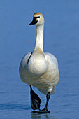 Tundra Swan