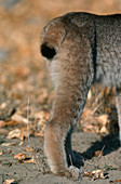 Lynx Tail