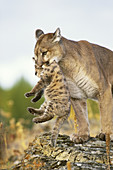 Mountain Lion mother and cub