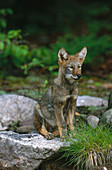 Young Eastern Coyote