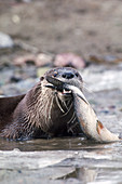River Otter with Fish