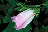 Swamp rose mallow