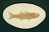 Mioplosus labracoides Fossil