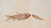 Knightia Fish Fossil