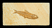 Knightia Fish Fossil
