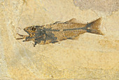 Fossil of a Fish Swallowing Another Fish