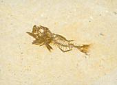 Fossil Fish (Priscacara hypsacantha)